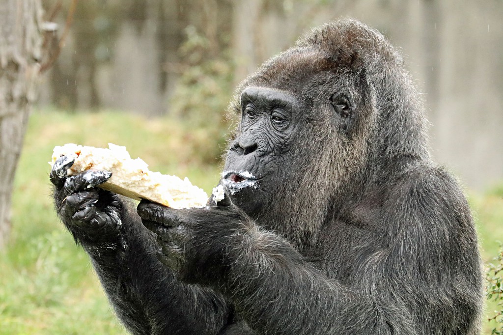 С Днём рождения, горилла Фату!