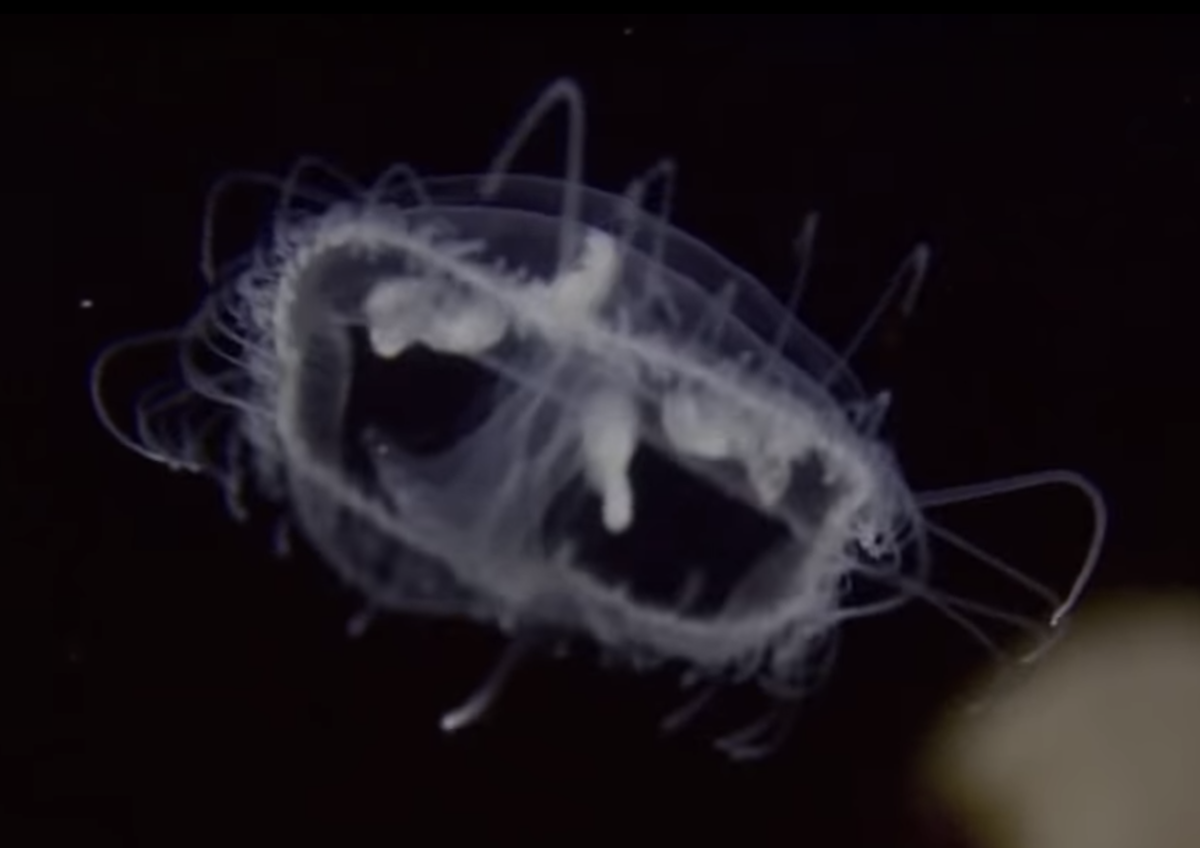 Нашествие мелкоразмерных медуз в водоемах Германии