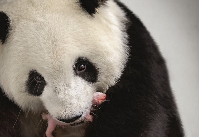Сразу два детеныша панды родились в Берлинском зоопарке!