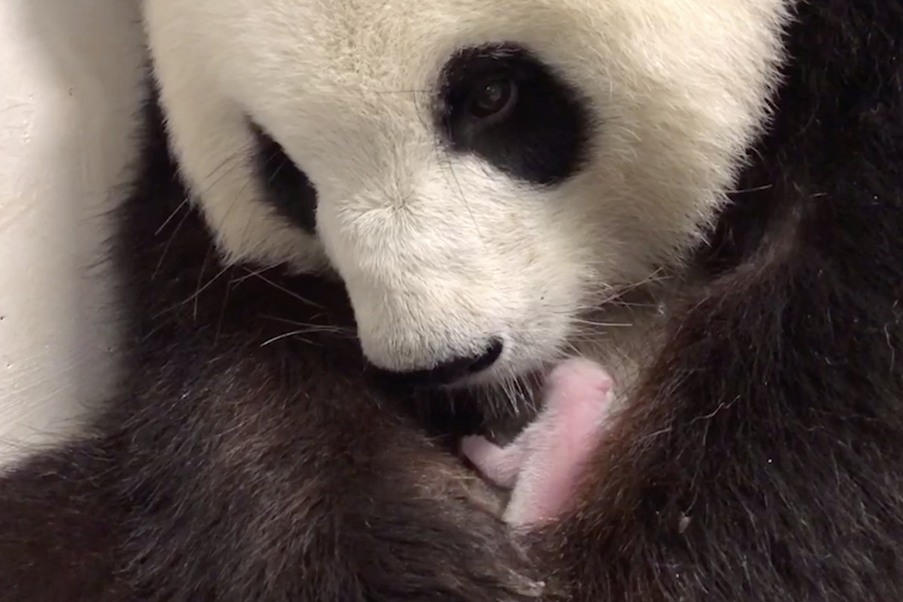 Сразу два детеныша панды родились в Берлинском зоопарке!