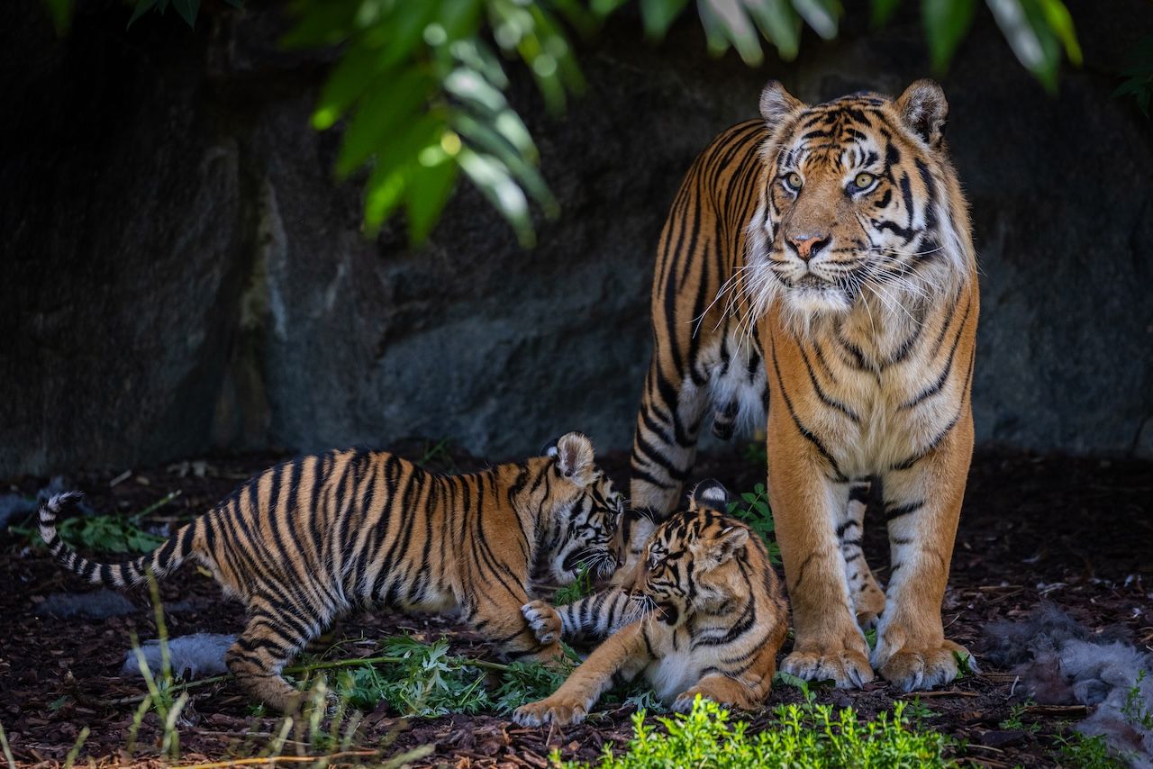Tiger cubs born at Tierpark Berlin