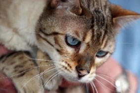 Случайно замурованный кот был спасен через 27 дней