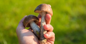 Тихая охота: грибной сезон открыт   