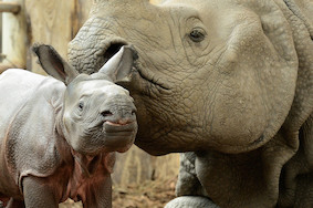 В Берлине родился носорог без носа!