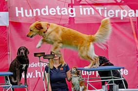 «День собаки» в Берлине