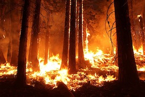 Опасность возгорания лесов возрастает