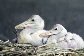 В семье пеликанов прибавление