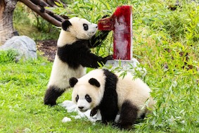 Берлинские панды празднуют день рождения!