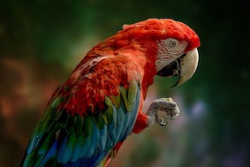 Бравый попугай против грабителей