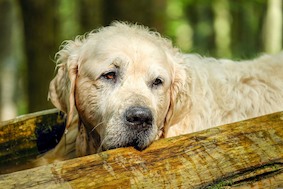 NRW: Городские власти Эссена ужесточают контроль за владельцами собак!