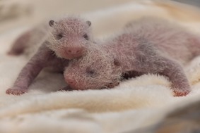 Близнецы большой панды в Zoo Berlin