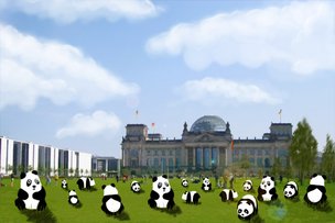 Панды путешествуют табором