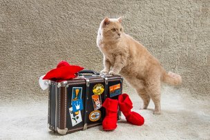 Берлинские Дни Сказок: за 18 дней вокруг света