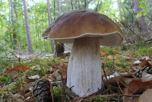 ТАКОЕ ВКУСНОЕ СПАСИБО - сказка