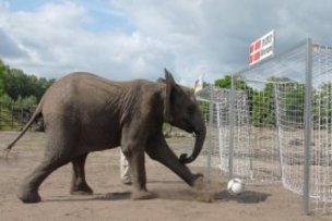 Германия выйдет в плей-офф ЧМ-2014