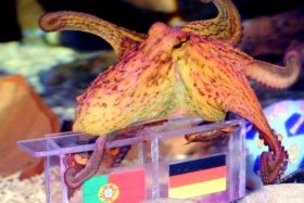 Осьминог Реджина предсказала, что немцы обыграют португальцев