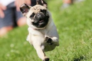 В Мюнхене прошли бега мопсов