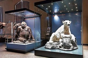 Медвежонок Кнут снова «звезда» Берлина