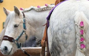 Берхинг: лошадиный рынок