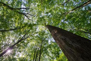 Старые буковые леса Германии