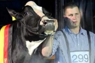 Леди Гага – самая красивая корова Германии