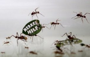 Кельн: муравьи на демонстрации