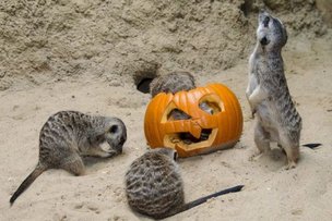 Зоопарк Берлина: «зверский» Хэллоуин