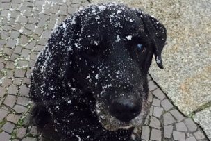 #Снег в Берлине: зимний обзор