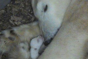 Бэби-бум в «Хеллабрунн»!