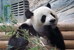 Симпатичные китайские дипломаты Мечтатель и Дорогуша