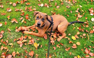 Собаки на привязи