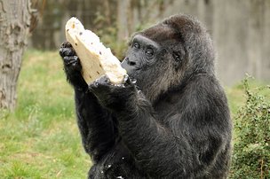 С Днём рождения, горилла Фату!