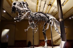 Тираннозавр Тристан Отто покидает Берлин