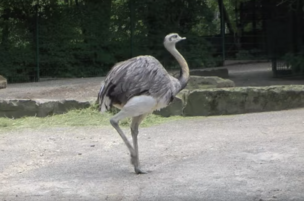 Нанду: очевидная неопределенность