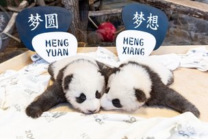 Мир узнал имена родившихся в Берлине панд