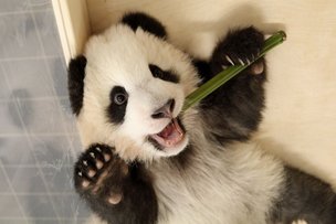 Коронавирус в Берлине. На карантине и самоизоляции – вместе с животными!