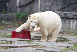 Сюрприз на день рождения