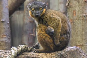 Животным пандемия не помеха