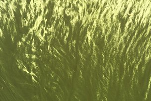 Внимание: ядовитые водоросли