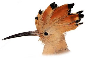 ЖИВОТНЫЕ И РАСТЕНИЯ 2022 ГОДА В ГЕРМАНИИ