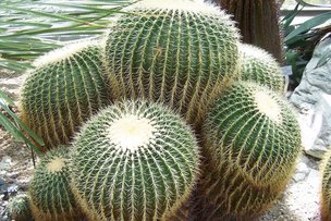 Ботанический сад Рурского университета - зелёное сердце Рура