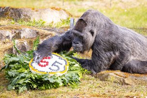 Горилле Фату в Берлине – 65 лет!