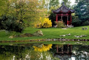 В «Садах мира» - праздник Ханами