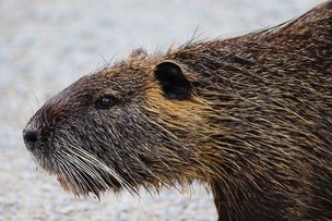 Нутрии – это не только ценный мех, но и...