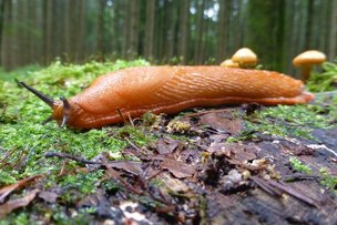 Будьте осмотрительны: Arion vulgaris!