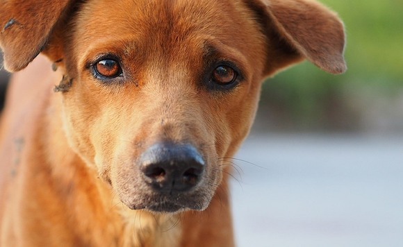 В Берлине участились случаи отравления собак