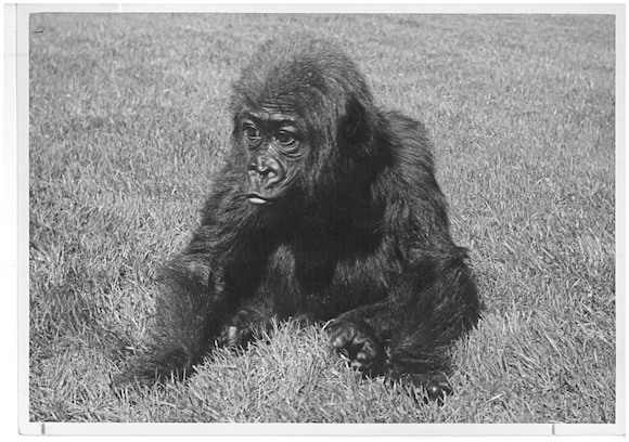 С Днём рождения, горилла Фату!