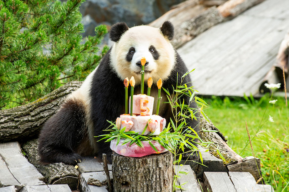 Панда — это Мечта! С Днём Рождения, Менг Менг!