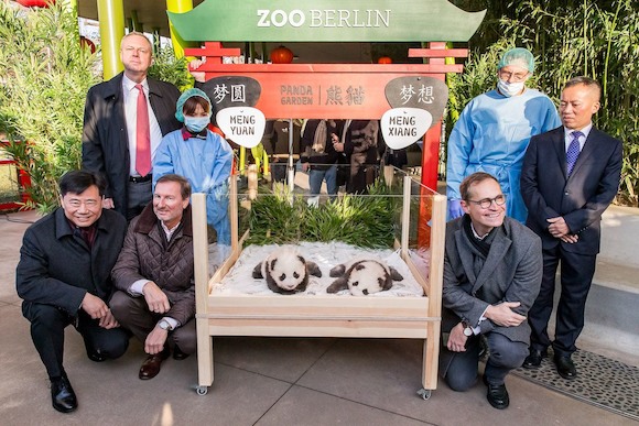 Мир узнал имена родившихся в Берлине панд
