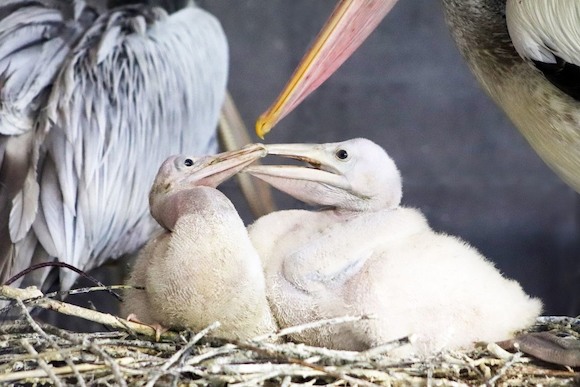 В семье пеликанов прибавление